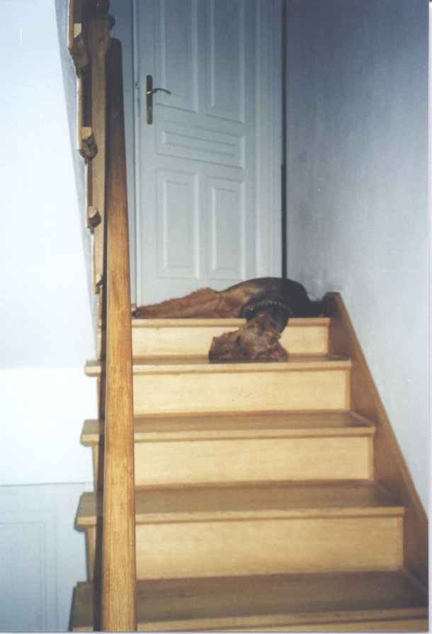 Jaga on stairs sleep