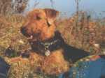 Jaga Airedale Terrier