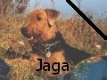 Jaga- Airedale terrier