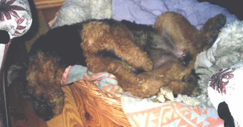 Jaga in bed