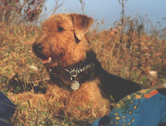 Jaga portrait in the Holy Cross Mts.