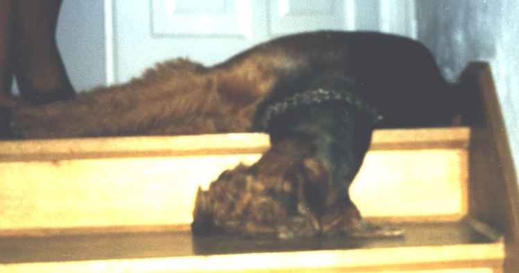 Jaga head down sleeping