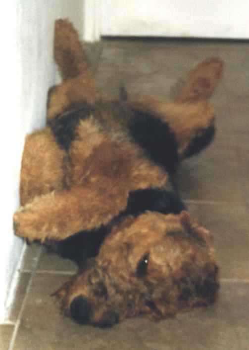 Jaga sleeping on the floor