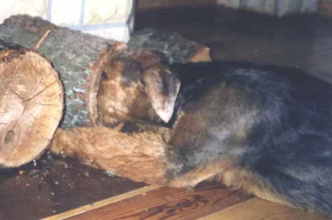 Jaga-wood chewing