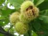 chesnut2_small.jpg