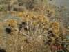 dryplants_small.jpg