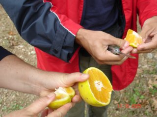 oranges.jpg