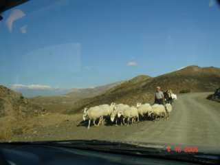 sheep2.jpg