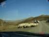 sheep2_small.jpg