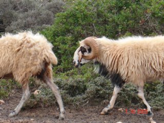sheep3.jpg