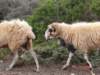 sheep3_small.jpg