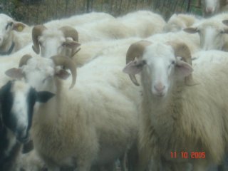 sheep5.jpg
