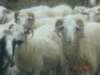 sheep5_small.jpg
