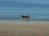 debina200511_small.jpg