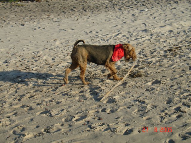 debina20052.jpg