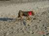 debina20052_small.jpg