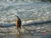 debina20053_small.jpg