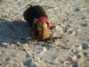 debina20057_small.jpg